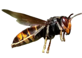 Frelon Asiatique