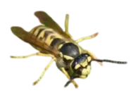 Guepe Germanique