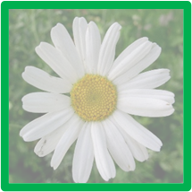 fleur de pyrethre